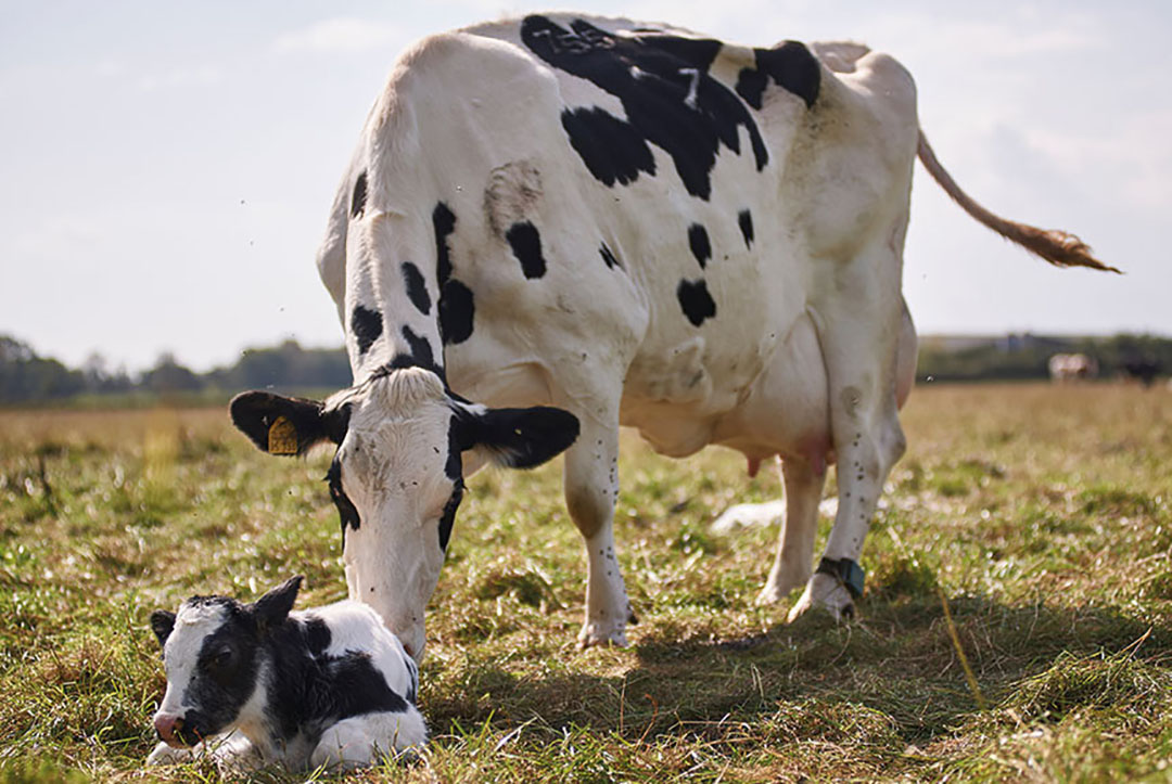 Chăm sóc và nuôi dưỡng tốt bò sữa cái trước, trong khi đẻ và ngay sau khi đẻ