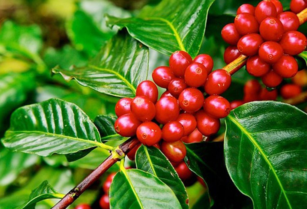 Sơ lược về các loại cà phê trồng ở Việt Nam