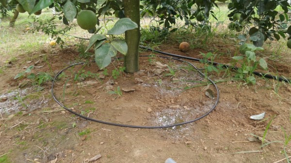 Độ ẩm và lưu lượng nước tưới cho cây bưởi theo giai đoạn