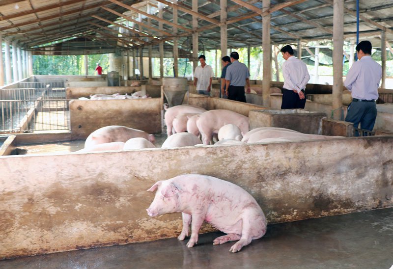 Bệnh có thể lây lan trực tiếp giữa lợn ốm và lợn khỏe