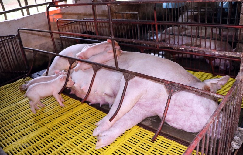 Các chủng vi-rút độc lực mạnh giết chết gần 100% số lợn bị nhiễm bệnh