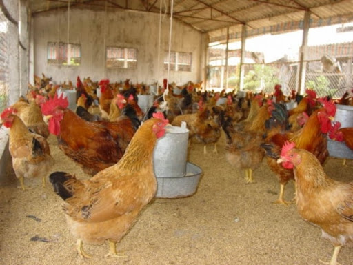Đảm bảo mật độ nuôi gà hạn chế nhiễm bệnh