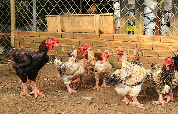 Phòng bệnh dịch tả gà cho gà Đông Tảo