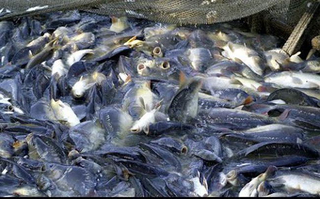 Yếu tố ảnh hưởng đến chất lượng của thịt cá tra