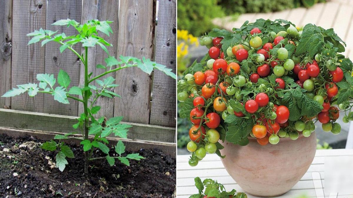 Phương pháp trồng cà chua bi tại nhà