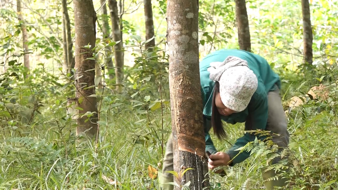 Phân đa yếu tố Văn Điển giúp cây cao su khỏe, nhựa dẻo