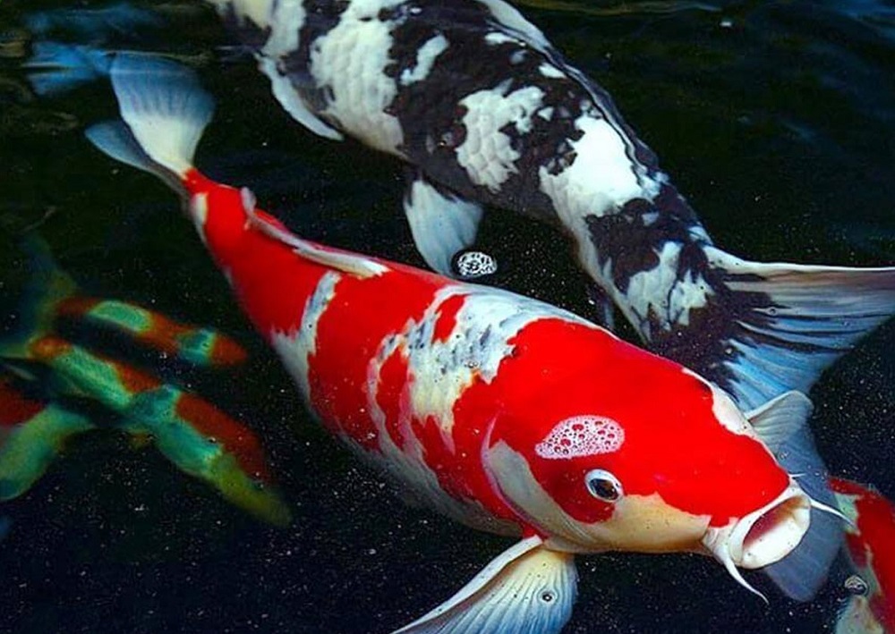 Cá Koi là một giống cá chép có xuất xứ từ Nhật