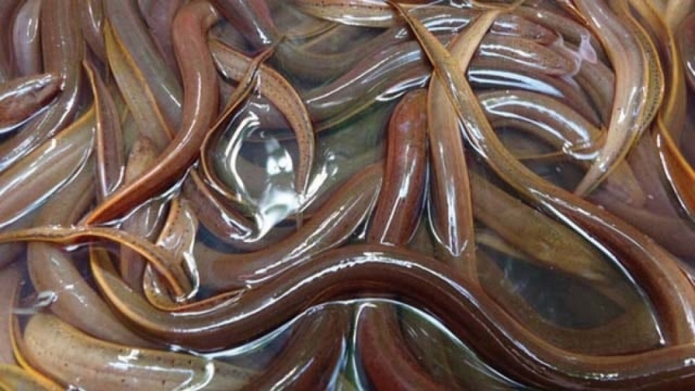 Lươn dễ nuôi nhưng hay mắc bệnh