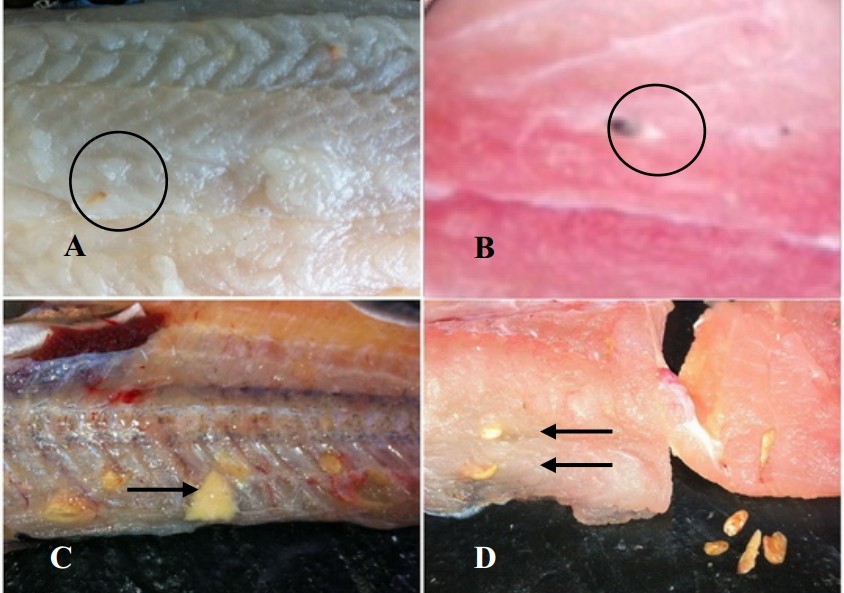 Bệnh "Gạo" thường xuất hiện trong các ao nuôi cá tra
