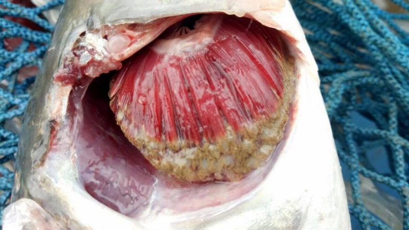 Bệnh thối mang trên cá diêu hồng