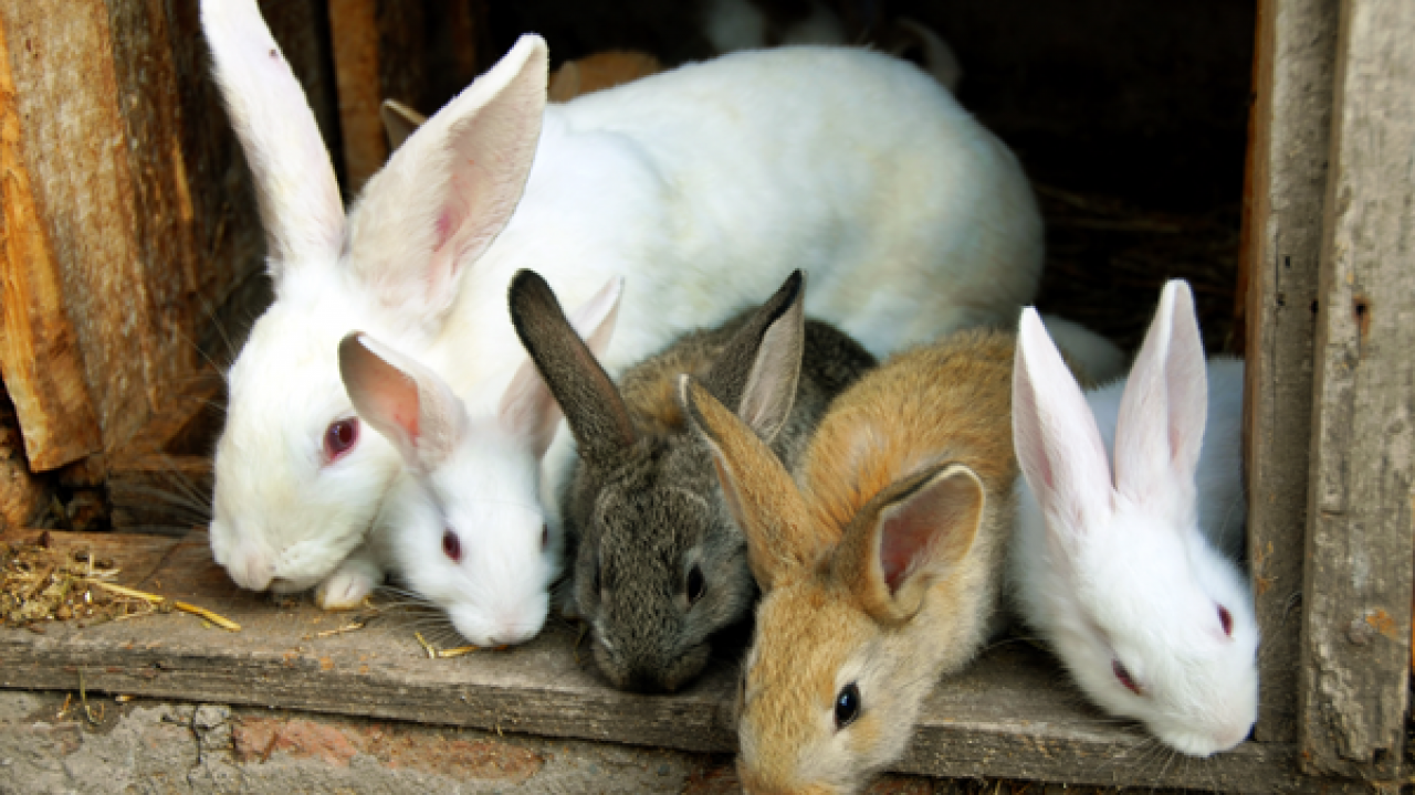 Chăm sóc- phòng bệnh cho thỏ nuôi