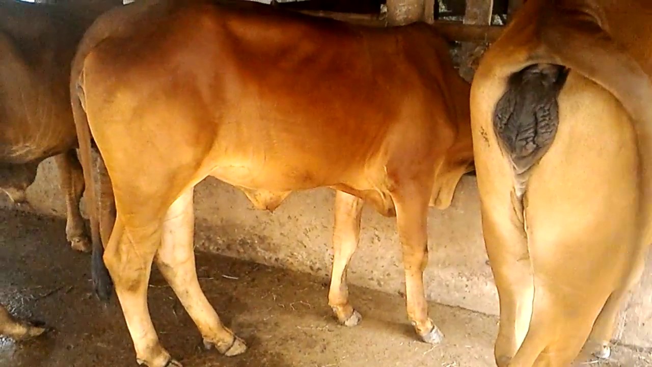 Viêm tử cung là bệnh thường gặp ở bò cái