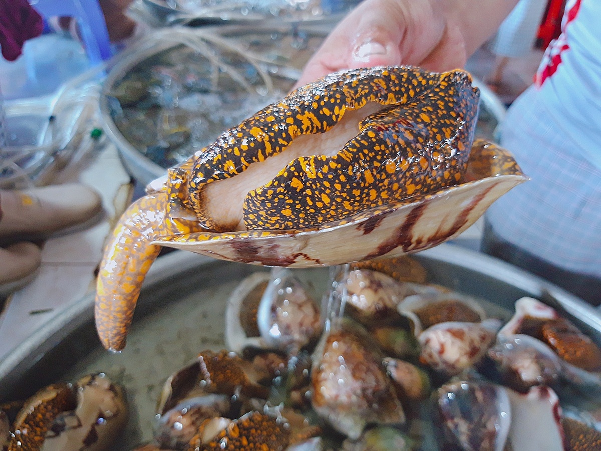 Ốc giác vàng được đánh bắt tự nhiên ngoài biển rồi mới tập kết tại các vựa hải sản