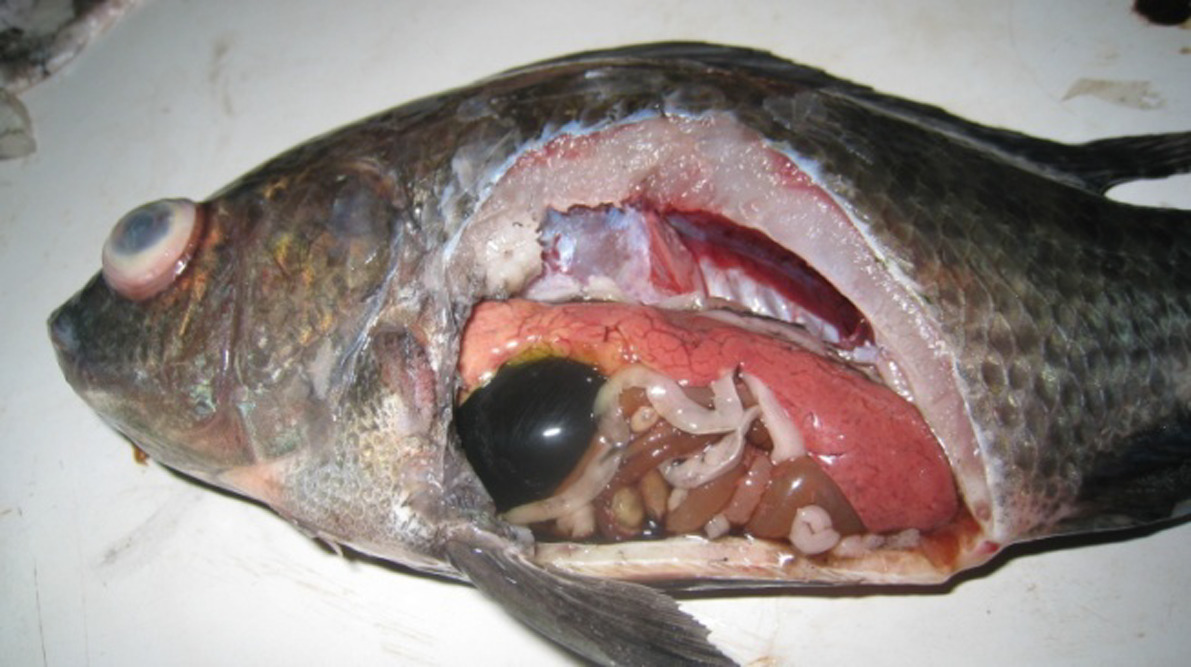 Bệnh liên cầu khuẩn trên cá rô phi