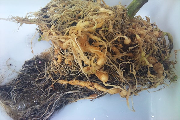 Tuyến trùng hại rễ lúa