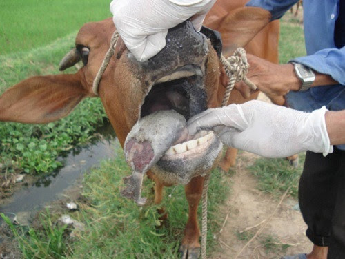 Bệnh lở mồm long móng (FMD) - là bệnh thường gặp ở trâu bò